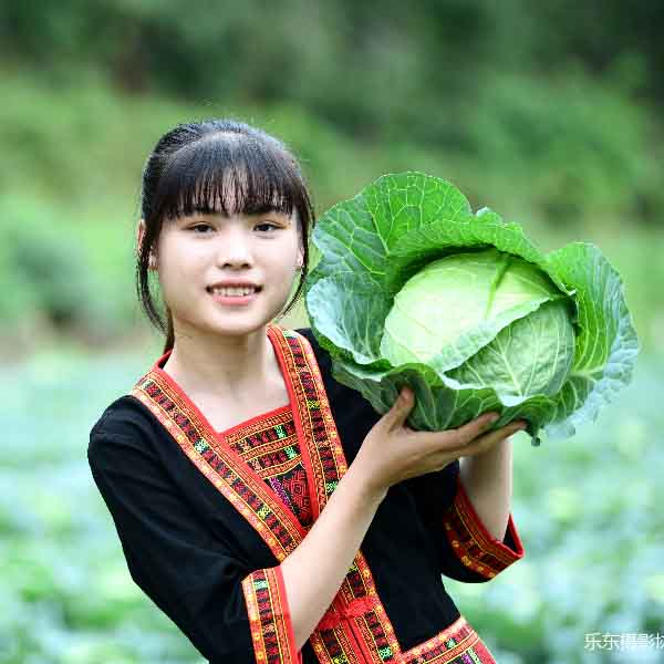 豫藝水果甘藍(lán)