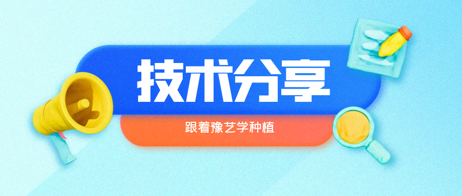 秋大棚辣椒、番茄育苗關鍵技術分享